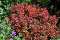 Dwarf barberry with purpleÃ¢â¬âred leaves